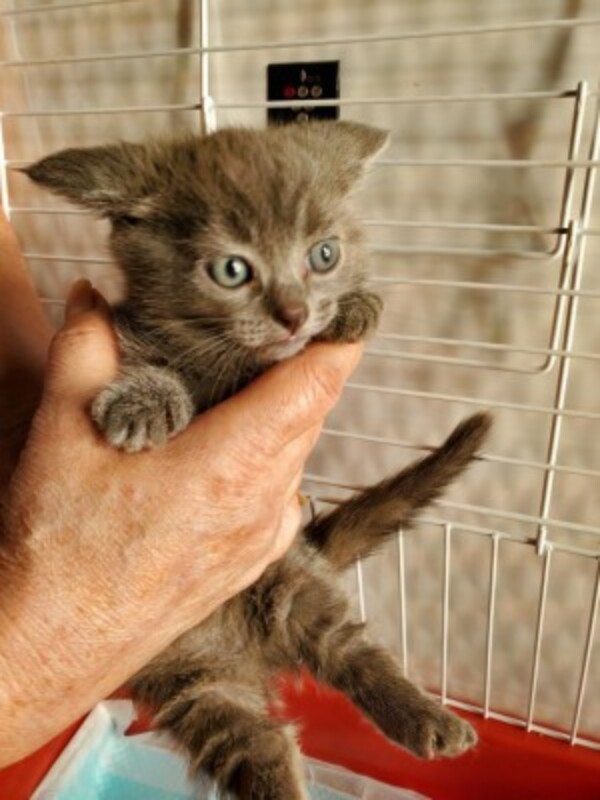 マンチカン子猫【9月生まれ】男の子サムネイル