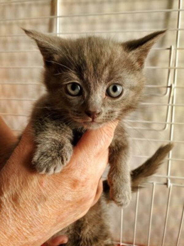 マンチカン子猫【9月生まれ】男の子サムネイル