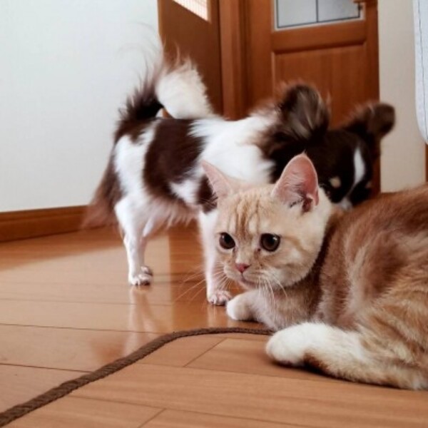 小動物飼養販売管理士サムネイル