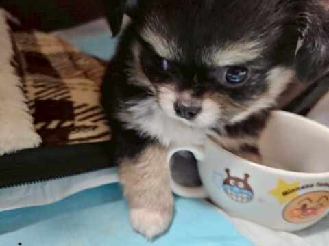 チワワ チョコレートクリームサムネイル